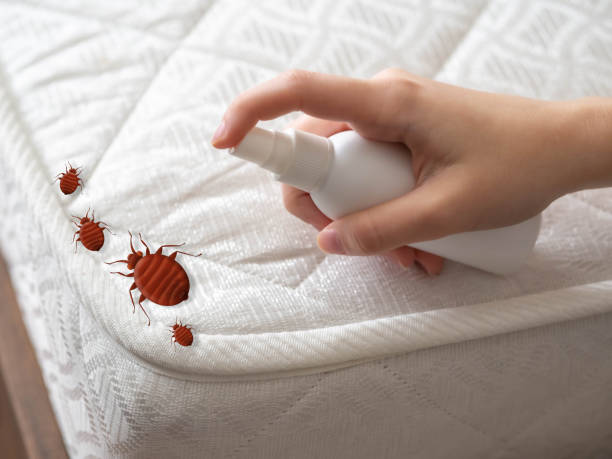 Best Ant Control Services  in Conover, NC