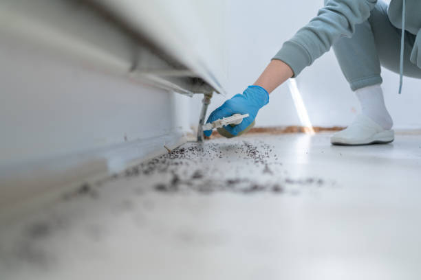 Best Rat Extermination Near Me  in Conover, NC